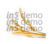 Sheaf of wheat ears isolated on white background.